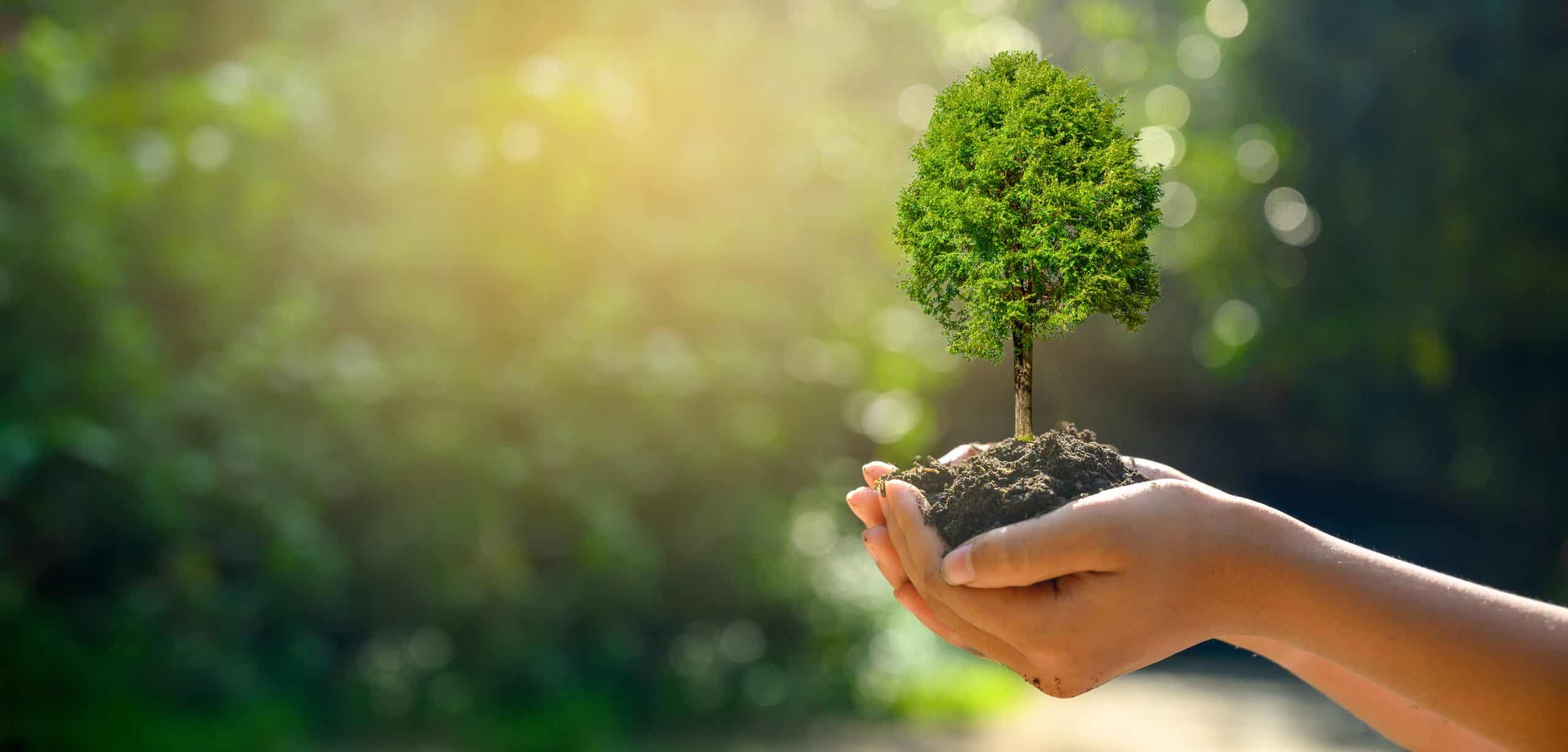 Mehr über den Artikel erfahren Geschützt: Engagement für Klimaschutz und internationale Zusammenarbeit